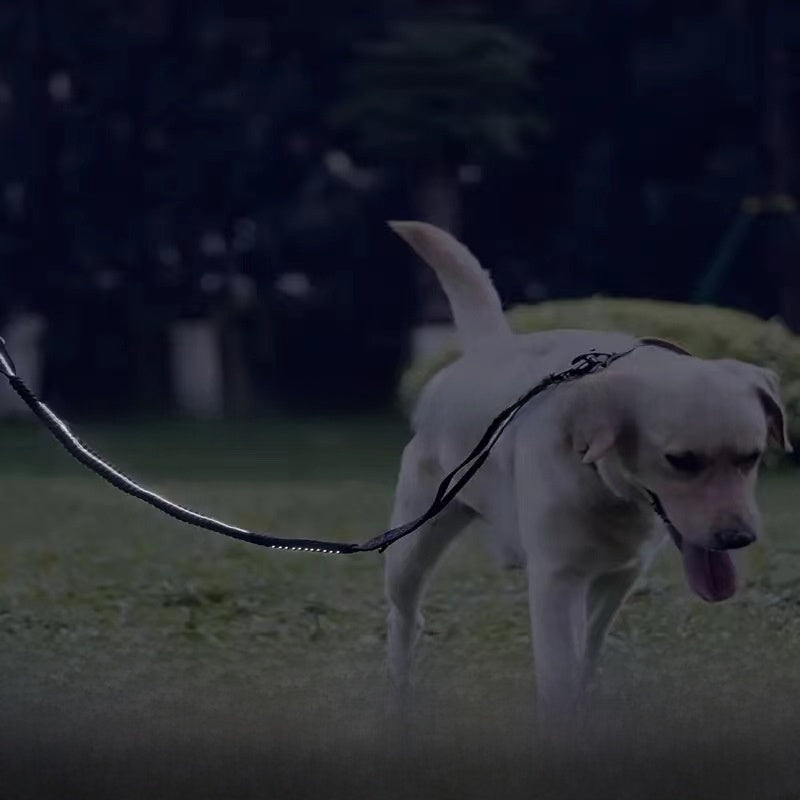 Pet supplies large dog leash